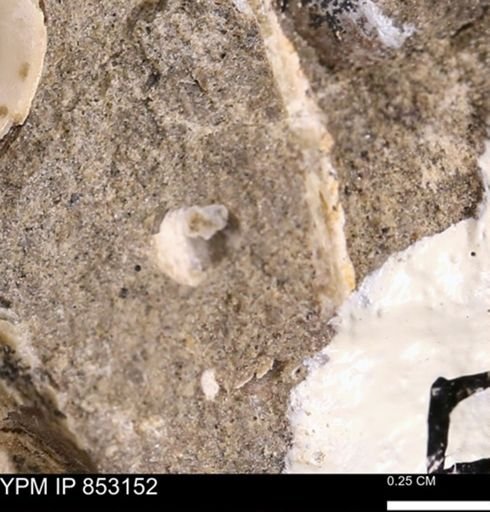 Limopsis striatopunctatus