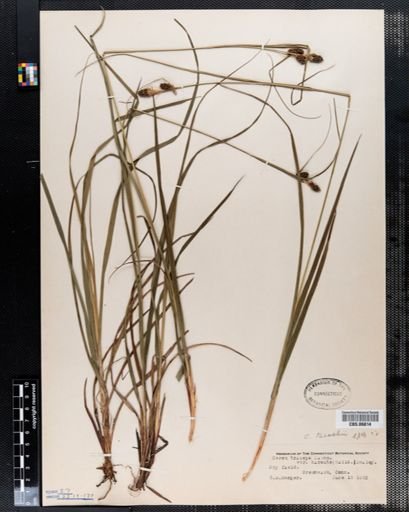 Carex triceps