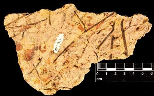 Chlidanophyton dublinensis