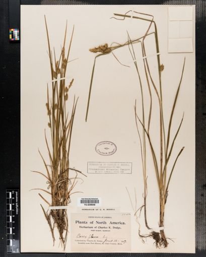 Carex flava