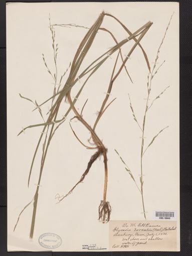 Glyceria borealis