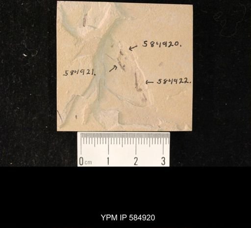 undet. Diptera