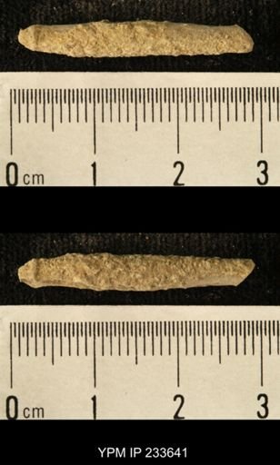 Archaeocidaris sp.