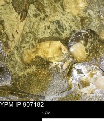 undet. Scaphitidae