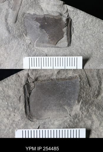 Eurypterida