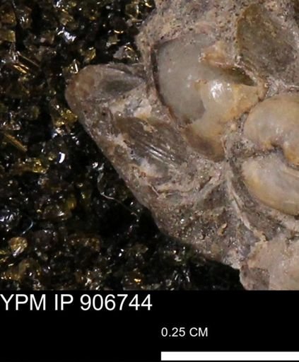 undet. Bivalvia