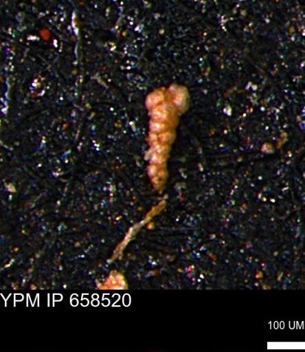 Verneuilinoides kansasensis