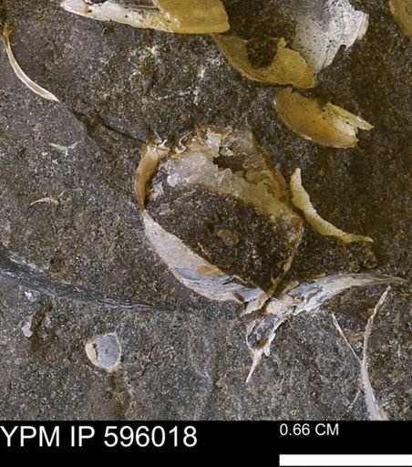 undet. Bivalvia