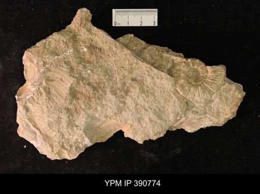 undet. Ammonoidea
