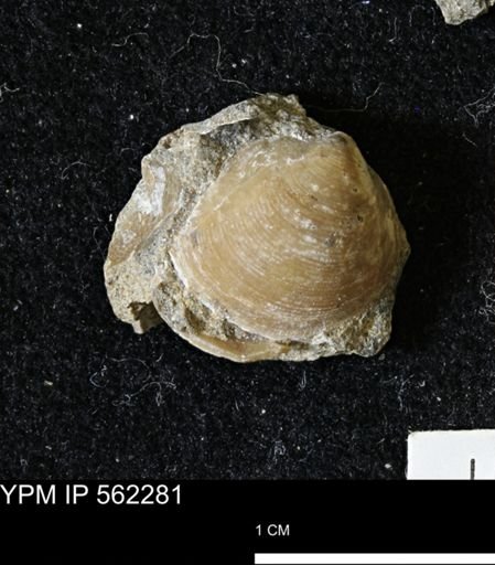 Limopsis striatopunctatus