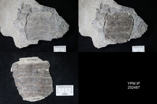undet. Eurypterida