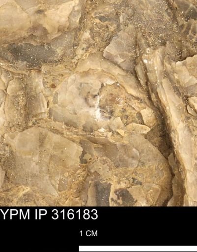 undet. Mollusca
