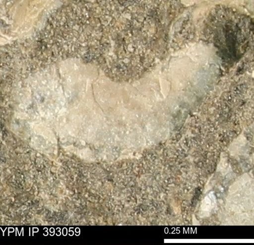 Scaphites sp.