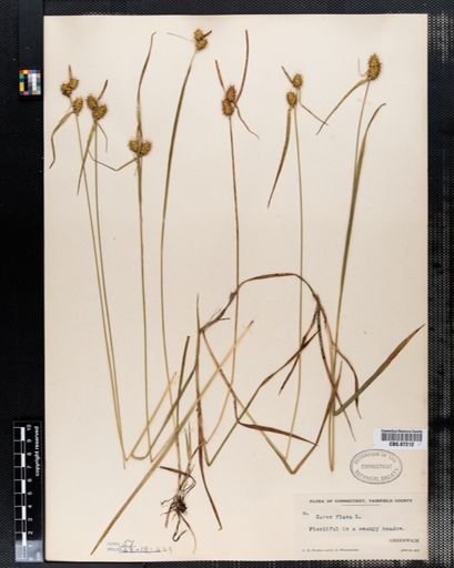 Carex flava
