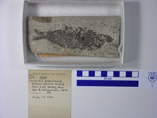 Knightia alta