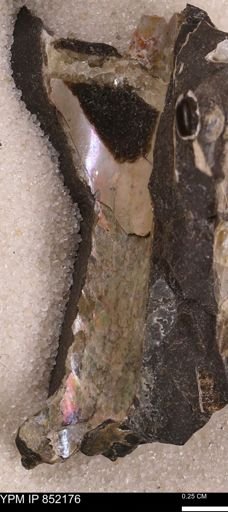 undet. Bivalvia