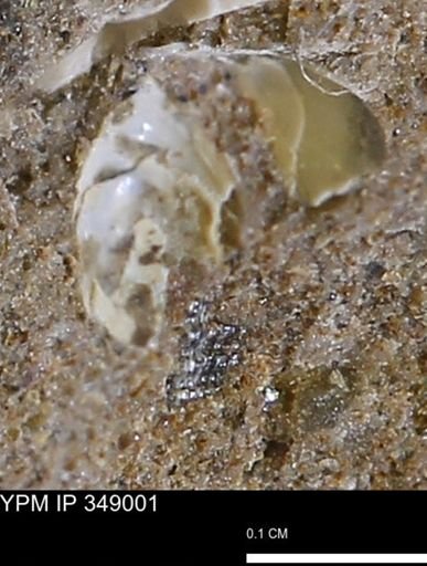 undet. Mollusca