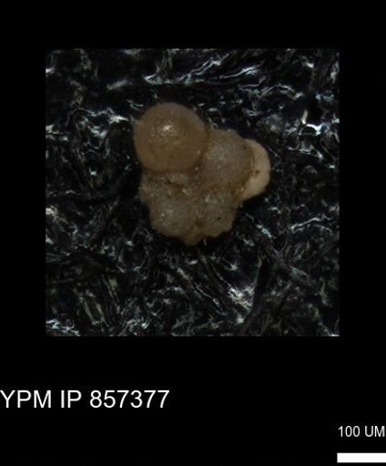 undet. Foraminiferida