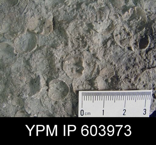 Dalmanella elegantula