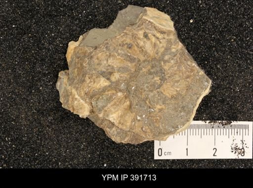 undet. Ammonoidea