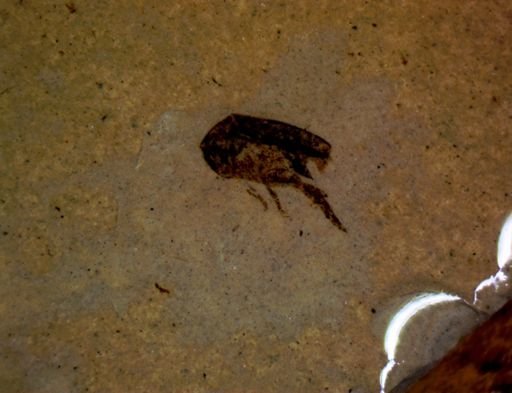 undet. Mordellidae