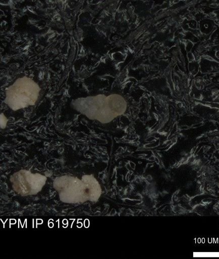 undet. Heterohelicidae