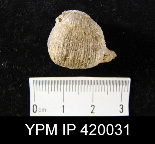Productus?
