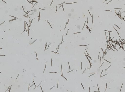 Haliclona