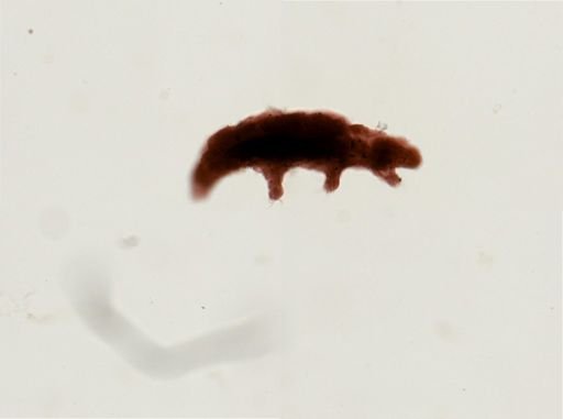 Dactylobiotus