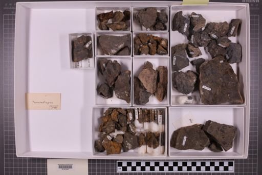 mixed taxa, stratigraphic collection
