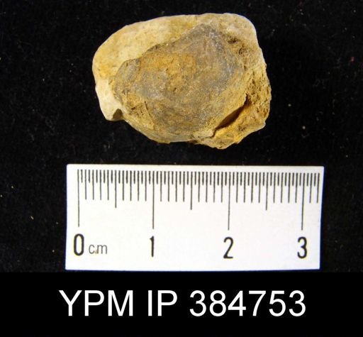 Productella pyxidata
