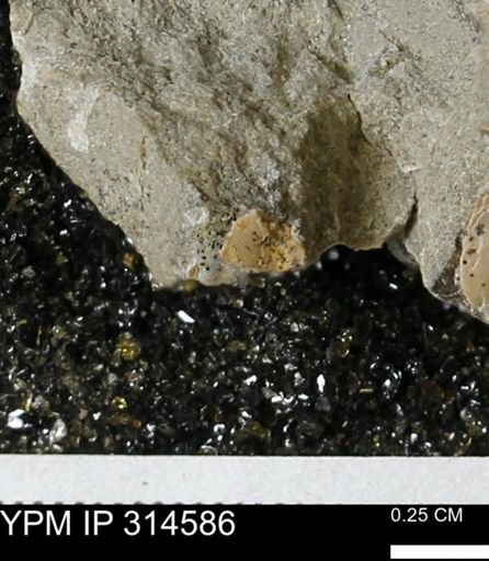 undet. Mollusca