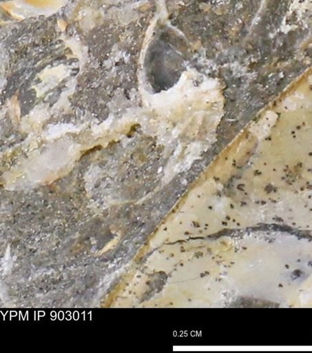 undet. Mollusca