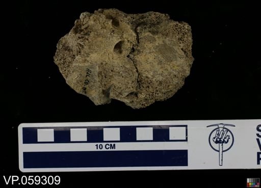 undet. Vertebrata