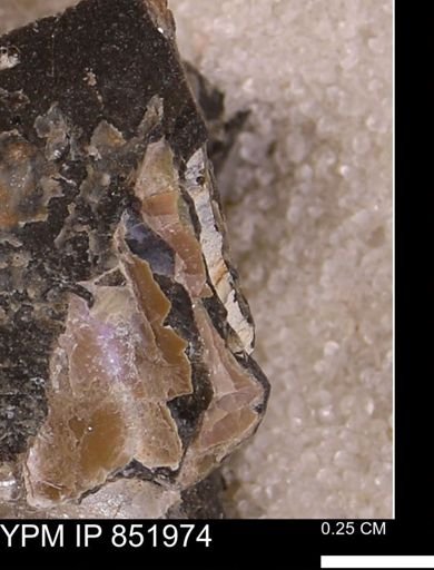 undet. Bivalvia