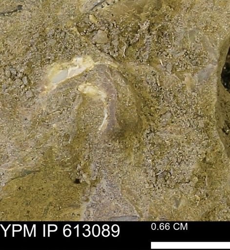 undet. Bivalvia