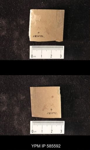 undet. Culicidae