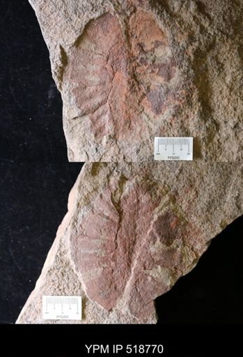 Duslia sp.