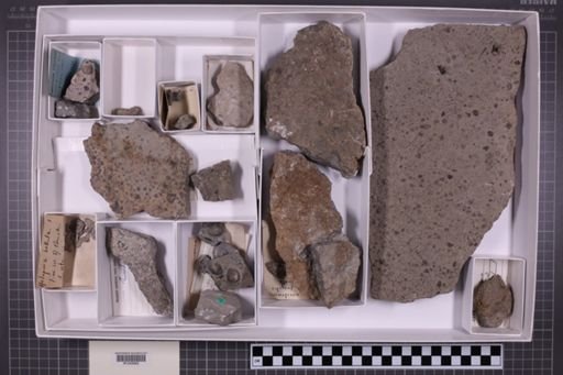 mixed taxa, stratigraphic collection