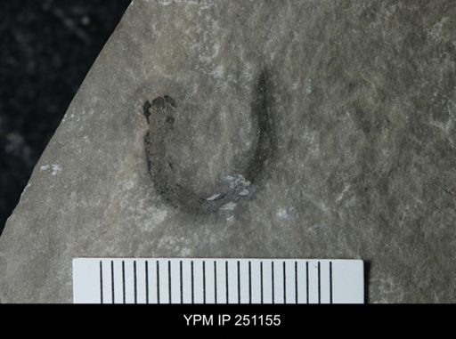 Cooksonia sp.