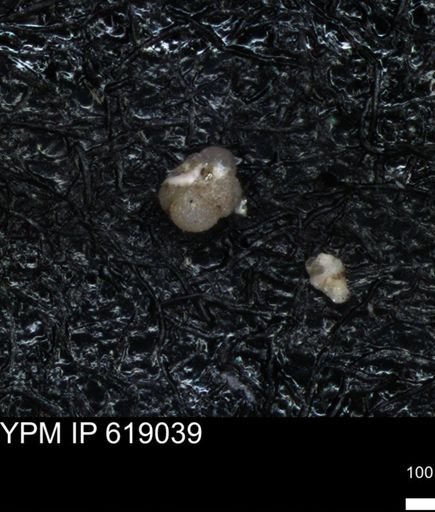 undet. Rugoglobigerinidae