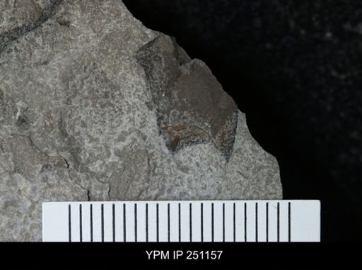 Cooksonia sp.