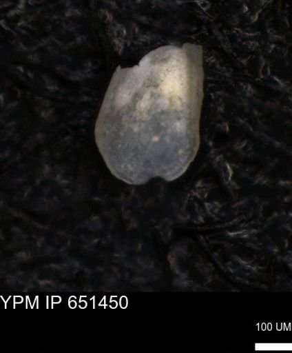 undet. Ostracoda