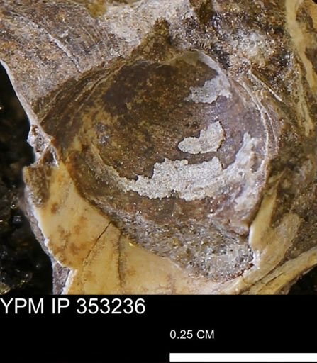 Limopsis striatopunctatus