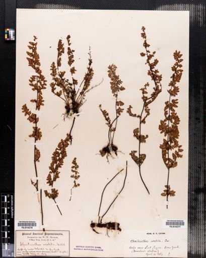 Cheilanthes vestita