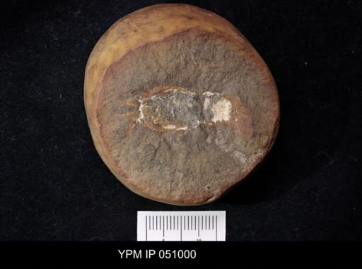 Anthracaris gracilis