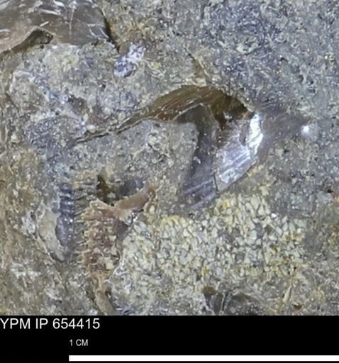 Lingula sp.