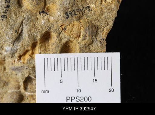 Protocardia sp.