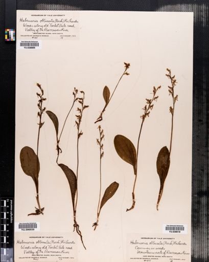 Habenaria