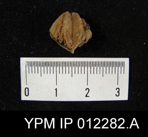 Punctospirifer billingsi